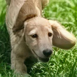 Hudson - Cream male Dachshund puppy in Inverness, Florida from Royalworth Kennel