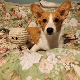 Pembroke Welsh Corgi Puppies from Jersey Shore Corgis