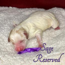 Sage - Cream female Aussiedoodle puppy in Gresham, Oregon from Daisys Doodles