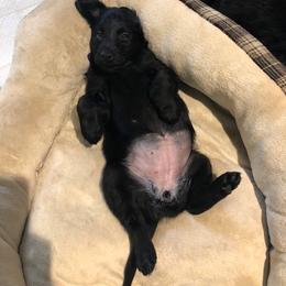 Flat-Coated Retriever Puppies from Beacon's Flat-Coated Retrievers