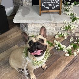 French Bulldogs from Southern Luxury Frenchies