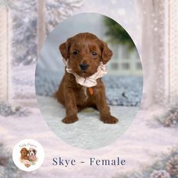 Skye - Red  female Goldendoodle puppy in Canton, Georgia from Teddy Puppies