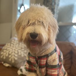 Sushi - Goldendoodle