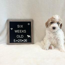 Bubbles - Yellow and white male Bernedoodle puppy in Sparrows Point, Maryland from Rosie’s Puppies