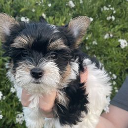 Arizona (Girl1) - Biewer Terrier puppy in California from YorkTown California Biewers