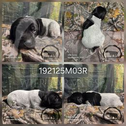 Boy 192125M03R - Black and white male German Shorthaired Pointer puppy in Moyie Springs, Idaho from Wier Farms GSP