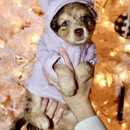 Golden Retriever and Miniature Australian Shepherd Puppies from Raised Right Pups