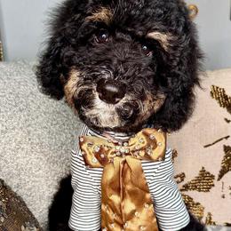 Black - Phantom male Bernedoodle puppy in Curtice, Ohio from The Pink Doghouse