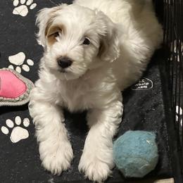 Frosty - Parti male Goldendoodle puppy in Florence, South Carolina from Candy Doodles