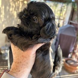 King - Black and white male Shih Tzu puppy in Victorville, California from Precioustzus