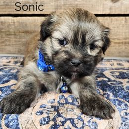 Sonic - Brown male Lhasa Apso puppy in Jefferson, New York from Absolute Lhasa Love