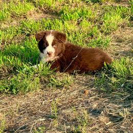 Haven - Red & white female Australian Shepherd puppy in Mineral Wells, Texas from A6 Australian Shepards