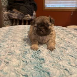 Peru - Red male Shih Tzu puppy in Success, Missouri from Sweet Success