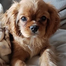 Cavalier King Charles Spaniels from Charma Cavaliers
