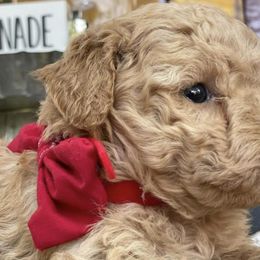 Goldendoodles from CMT Dixie Doodles