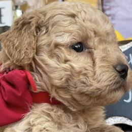Goldendoodles from CMT Dixie Doodles
