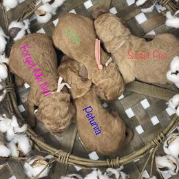 Goldendoodle Puppies from Bear Ridge Doodles