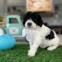 Yellow collar - Black and white male Cavapoo puppy in Indiahoma, Oklahoma from Farm Fresh Doodles
