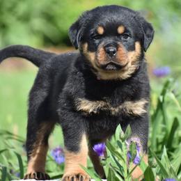 Boy 5 - male Rottweiler puppy in Catawissa, Pennsylvania from Sharp Ridge Rottweilers