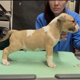 Nimbus - Fawn smut and white male Bull Terrier puppy in Sprauge, Washington from Mark My Words Bull Terriers