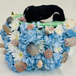 Mako - Parti male Poodle puppy in Harpers Ferry, West Virginia from Oso Perfect Poodles and Doodles