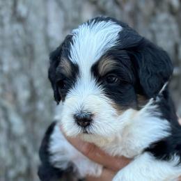 Chevy - Tri-color male Bernedoodle puppy in El Campo, Texas from Little Fur Friends Bernedoodles