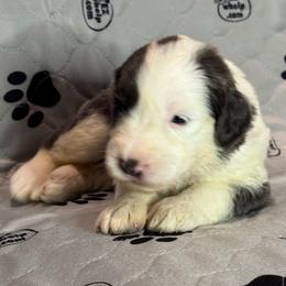 WILLOW - Gray and white female Sheepadoodle puppy in Riverside, California from Downtown Doodles & Frenchies