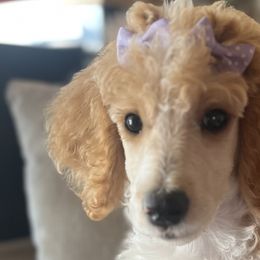 Aussiedoodles and Poodles from BoujeeDoodles