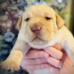Sprout-Red Collar - Yellow male Labrador Retriever puppy in Penn Valley, California from Pleasant Valley Creekside Ranch, LLC