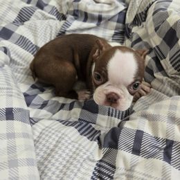 Celeste - Red female Boston Terrier puppy in Omaha, Illinois from Puppi Guppies