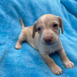 Joe - Cream male Dachshund puppy in Sarah, Mississippi from White's Mississippi Doxies