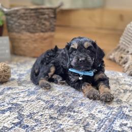 Meet Prince :) - Black and tan male Cavapoo puppy in Centerville, Iowa from Barnyard Dachshunds, Dals & Doodles