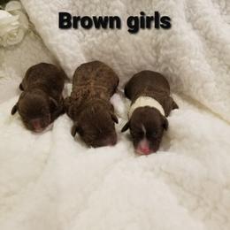 Portuguese Water Dog Puppies from Prized Family Porties