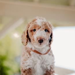 Goldendoodle and Sheepadoodle Puppies from Dooling Doodles