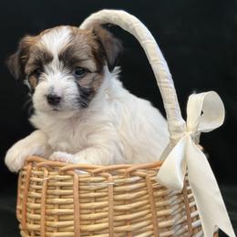 Molly - Chocolate tan and white female Biewer Terrier puppy in Antelope, California from Olena Niemchynova