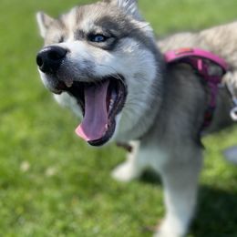 Pomsky and Siberian Husky Puppies from Kristie’s Husky Haven