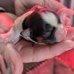 Sporty - Black and white female Shih Tzu puppy in Lostant, Illinois from Bella's Babies