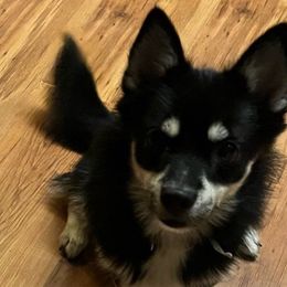 Stormy - Pomsky