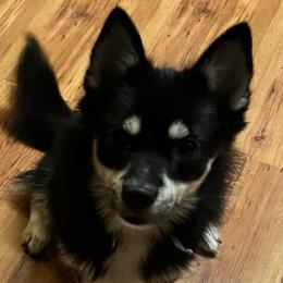 Stormy - Pomsky
