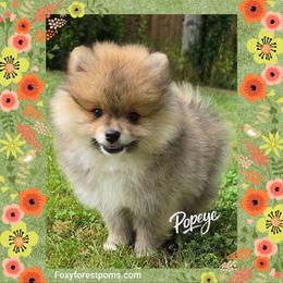 Popeye AKC - Red sable male Pomeranian puppy in Eatonville, Washington from Foxy Forest Poms