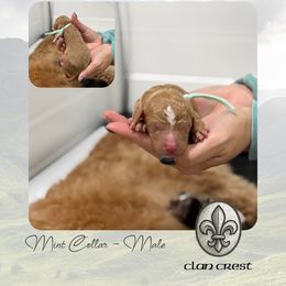 Clan Crest - Mint Collar - Apricot male Goldendoodle puppy in Garland, Texas from Twilight Doodles