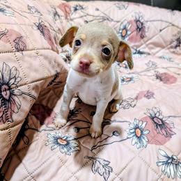 DUCKY - Blue white and tan male Rat Terrier puppy in Jerusalem, Ohio from Twin Hickory Ranch