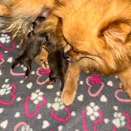 Sharon - Orange sable female Pomeranian puppy in Zavalla, Texas from Precious Puff Poms