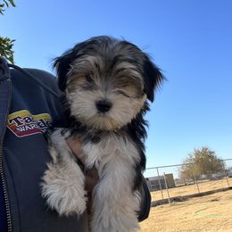 Maltese, Morkie, and Yorkshire Terrier Puppies from California AKC Maltese & Yorkies