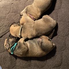 Teal - Boerboel puppy in Chico, California from Rivers Edge Boerboels