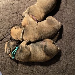 Teal - Boerboel puppy in Chico, California from Rivers Edge Boerboels