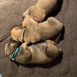 Teal - Boerboel puppy in Chico, California from Rivers Edge Boerboels