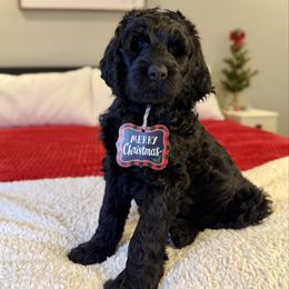Elphaba - Black female Labradoodle puppy in Adams, Nebraska from Boxcar Doodles and Poodles