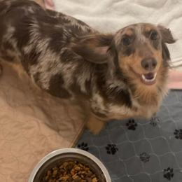 Fern - Dachshund