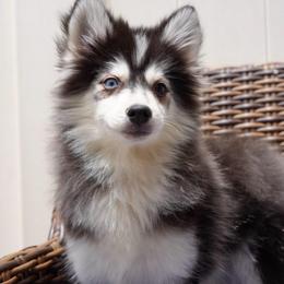 Cove - Black and white male Pomsky puppy in Mesa, Arizona from Platinum Pomskies
